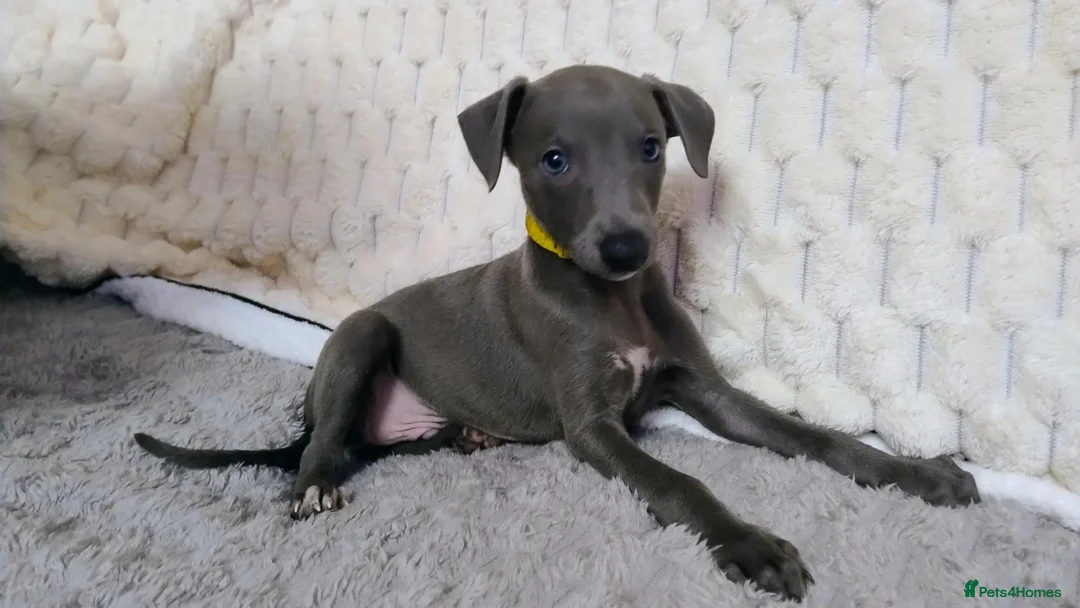 Whippet dogs for sale: (Solid) Blue Whippet KC Registered Puppies - Advert 34