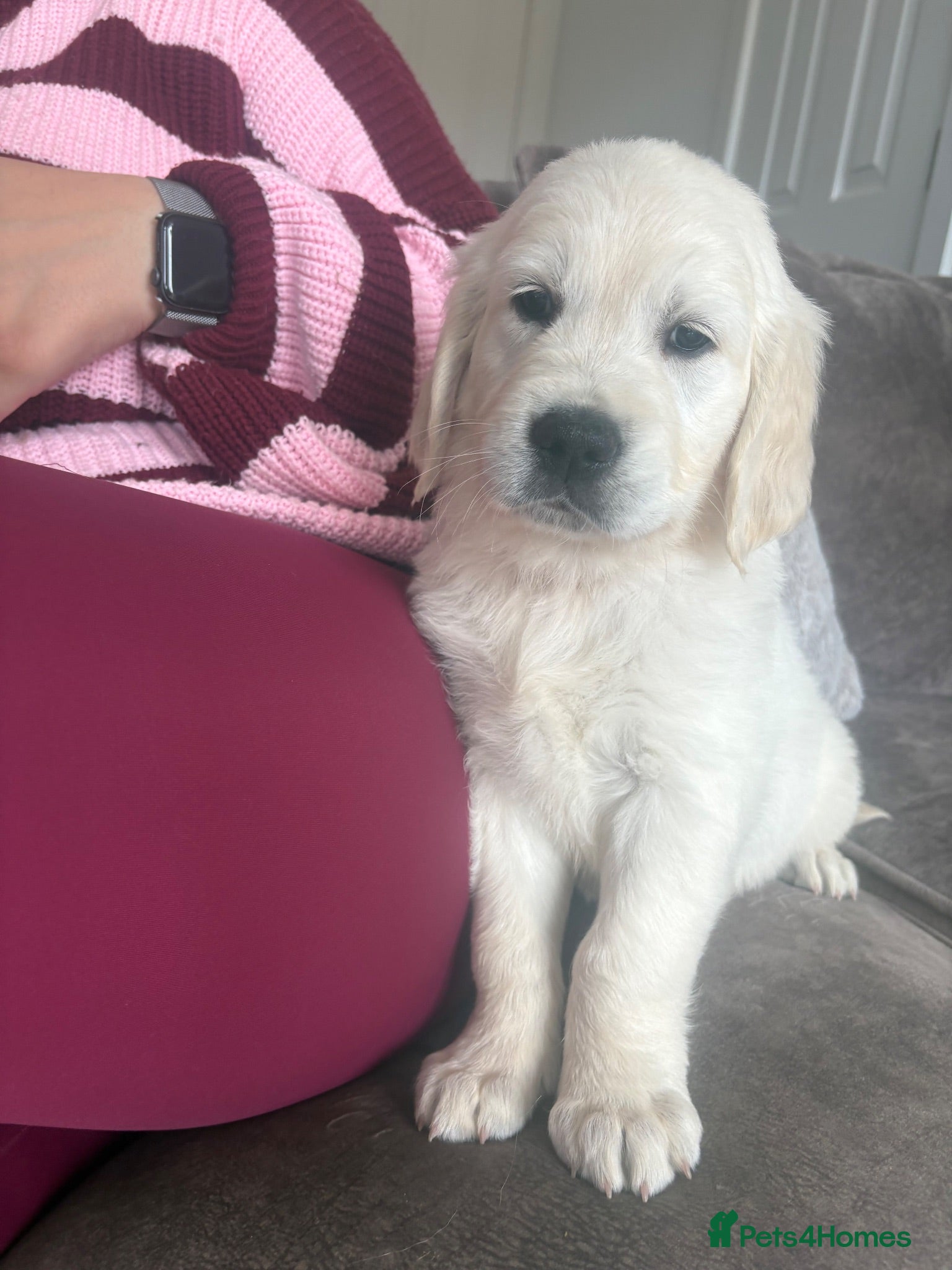 Golden Retriever dogs Cream kc registered golden retriever pups - Advert 17