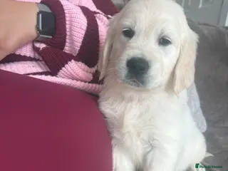 Golden Retriever dogs Cream kc registered golden retriever pups - Advert 1