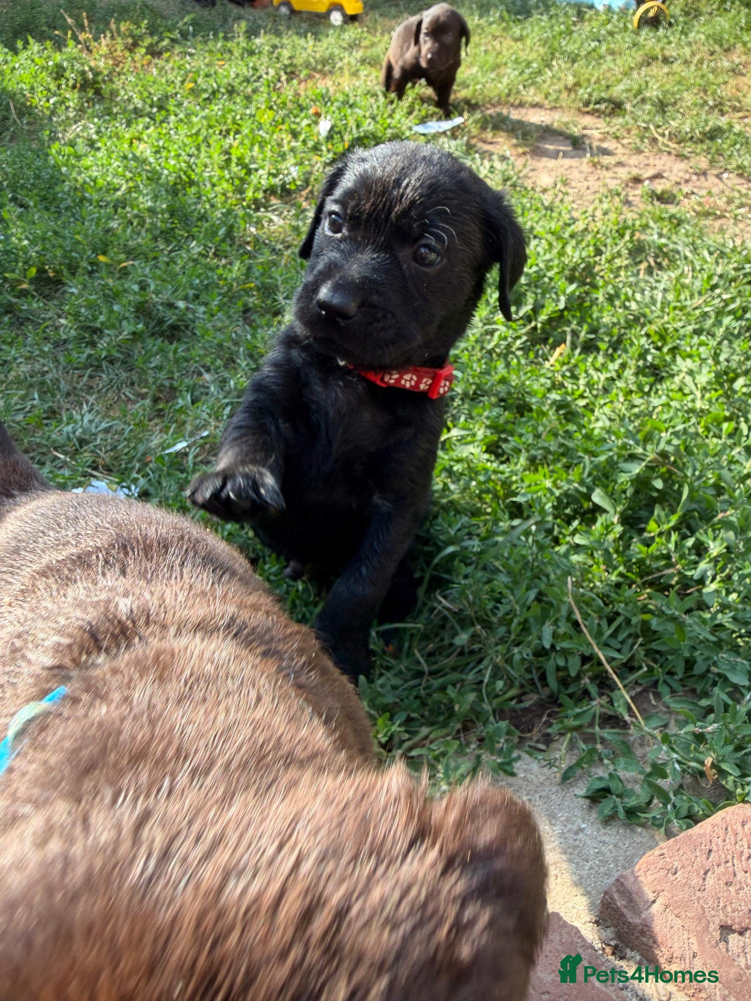 Labrador Retriever dogs Adorable Labrador Retriever Puppies 🐾 - Advert 18