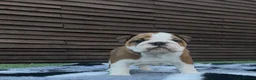 English Bulldog dogs for sale: MULTI CH Sired english bulldog puppies. - Advert 5