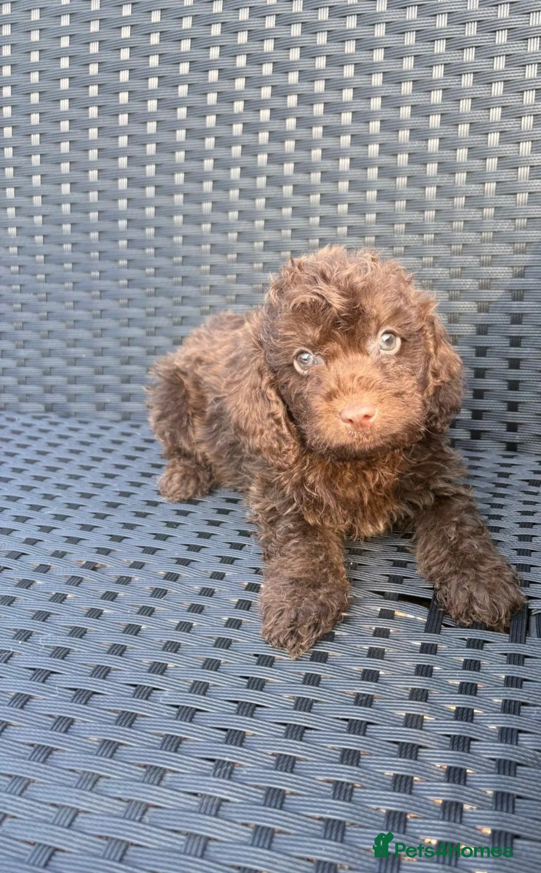 Doxiepoo dogs for sale: Doxiepoo  - Advert 1