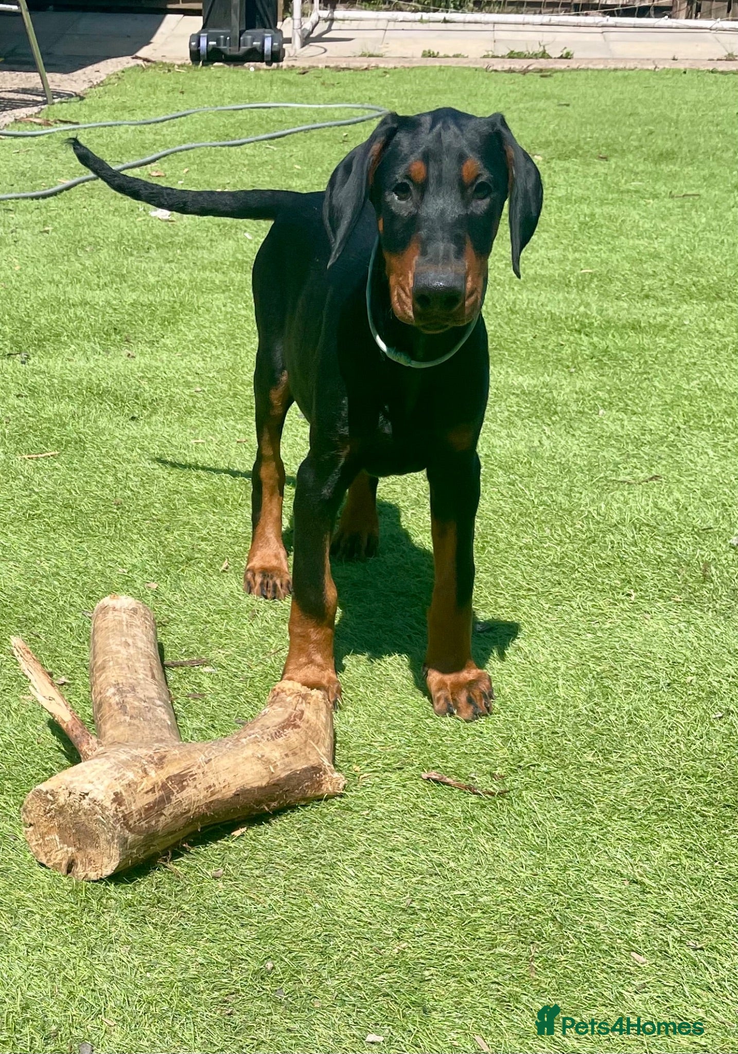 Dobermann dogs European Doberman puppies 1 left - Advert 1