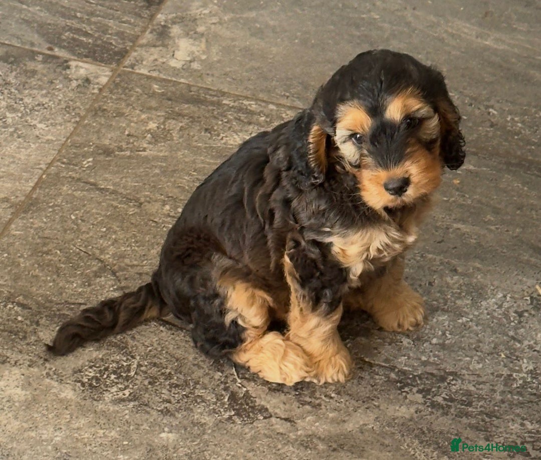 Cockapoo dogs for sale: Sable Cockapoo girl - Image 3