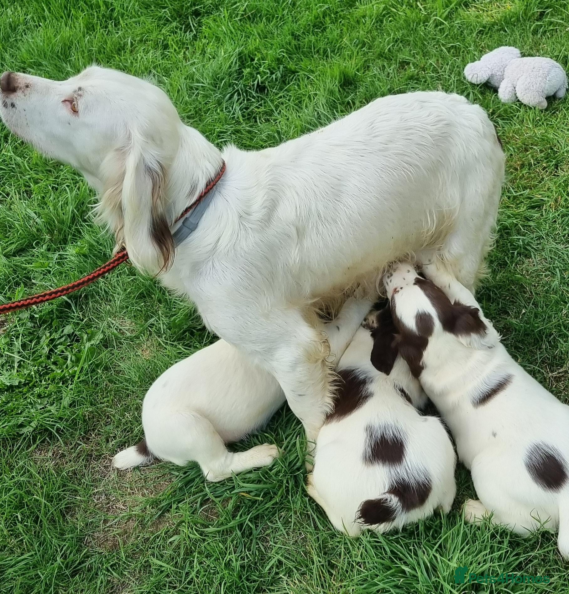 English Springer Spaniel dogs  Springer spaniels looking for their forever homes - Advert 2