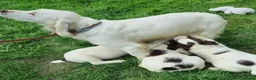 English Springer Spaniel dogs for sale:  Springer spaniels looking for their forever homes - Advert 2