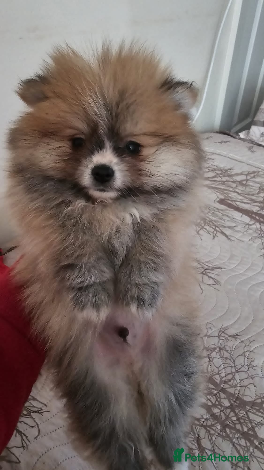 Pomeranian dogs Beautiful male Pomeranian puppy home bred, - Advert 1