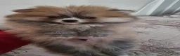 Pomeranian dogs for sale: Beautiful male Pomeranian puppy home bred, - Advert 1