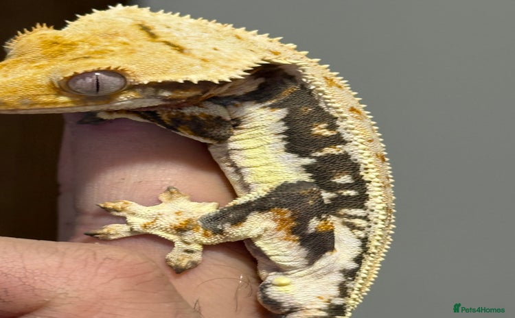 Gecko reptiles - Advert 2