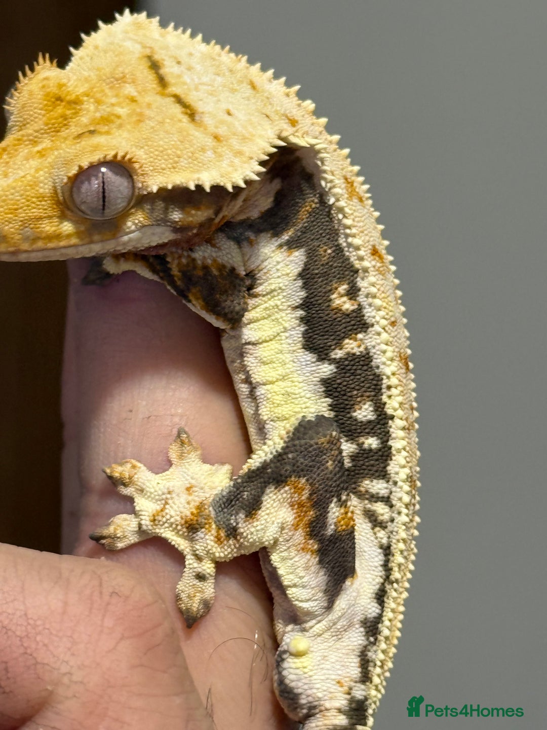 Gecko reptiles for sale: 🔥🔥 Stunning Male Lilywhite 🔥🔥 - Image 1