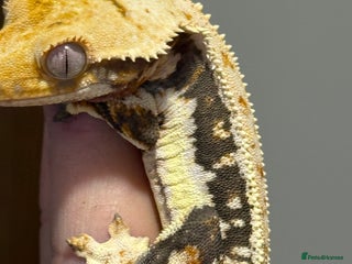 Gecko reptiles - Advert 3