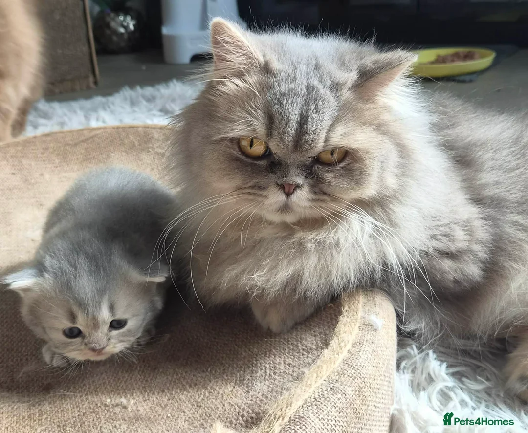 Persian cats for sale: HEALTH TESTED CHINCHILLA PERSIAN BRITISH LONGHAIR - Advert 1