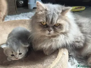 Persian cats HEALTH TESTED CHINCHILLA PERSIAN BRITISH LONGHAIR - Advert 3
