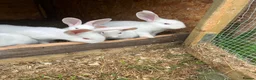 Mixed Breed rabbits for sale: Rabbits for sale  - Advert 9