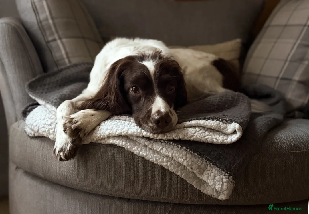 English Springer Spaniel dogs for stud: FTAW Springer Spaniel Stud in Gainsborough - Advert 4