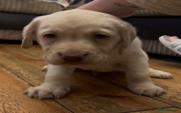 Labrador Retriever dogs for sale: Fully vaccinated chunky pedigree pups  - Advert 18