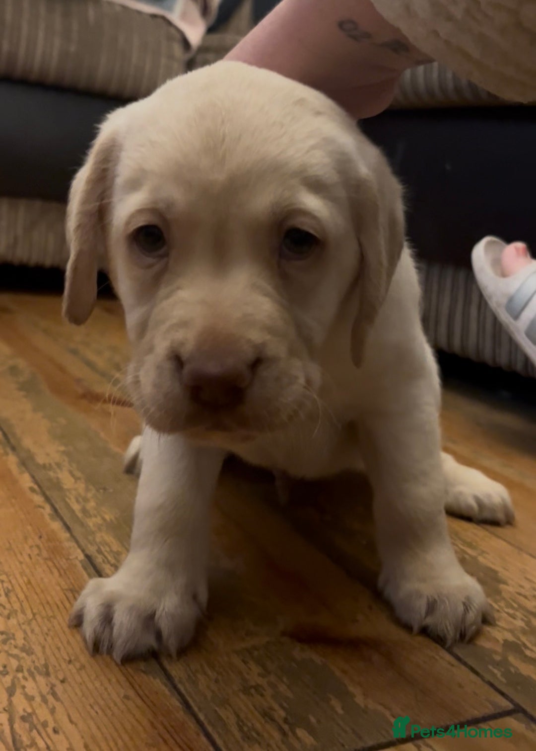 Labrador Retriever dogs for sale: Fully vaccinated chunky pedigree pups  - Advert 18