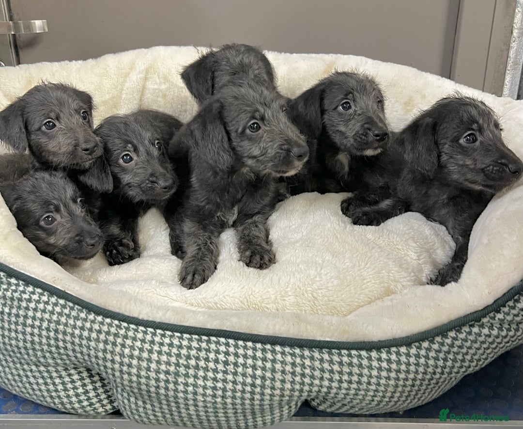 Bedlington Terrier dogs for sale: Fantastic F1 Bedlington x Whippet Puppies - Advert 1