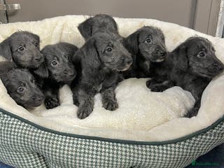 Bedlington Terrier dogs Fantastic F1 Bedlington x Whippet Puppies - Advert 3