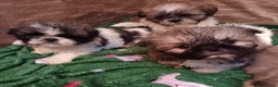 Shih Tzu dogs for sale: Shih Tzu puppy's - Advert 3