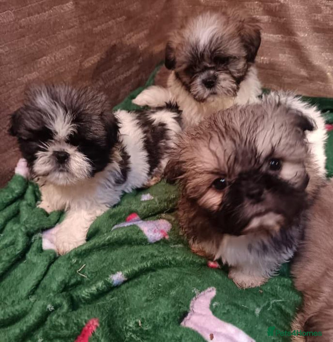 Shih Tzu dogs for sale: Shih Tzu puppy's - Advert 3