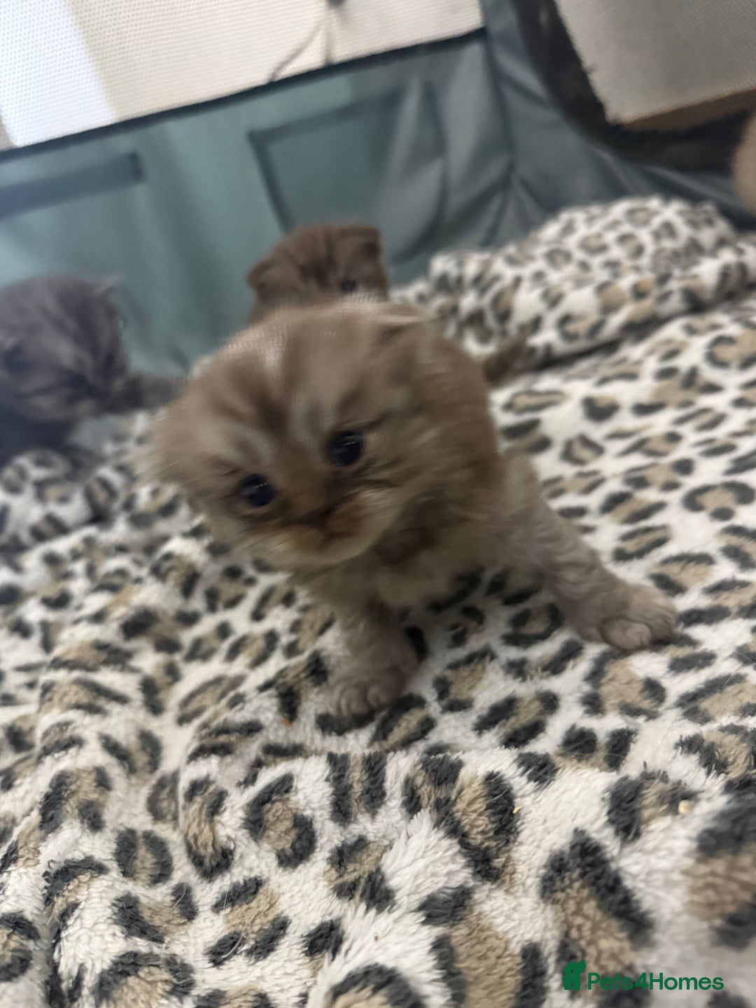 Scottish Fold cats for sale: Stunning Rainbow litter ready for  **   - Advert 28