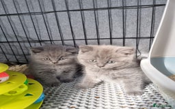 British Shorthair cats for sale: Lilac & Blue BSH Kittens Healthy GCCF Pedigree  - Image 1