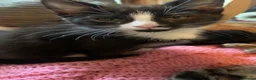 Mixed Breed cats for sale: Male an female mixed breed cats in Langport - Advert 1