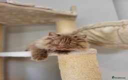British Longhair cats for sale: Stunning Cinnamon Tica Registered Boy - Image 13