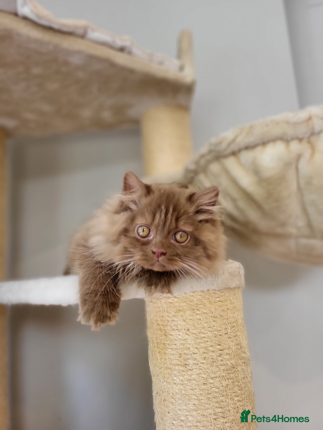 British Longhair cats for sale: Stunning Cinnamon Tica Registered Boy - Image 13