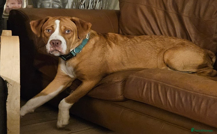 Mixed Breed dogs - Advert 1