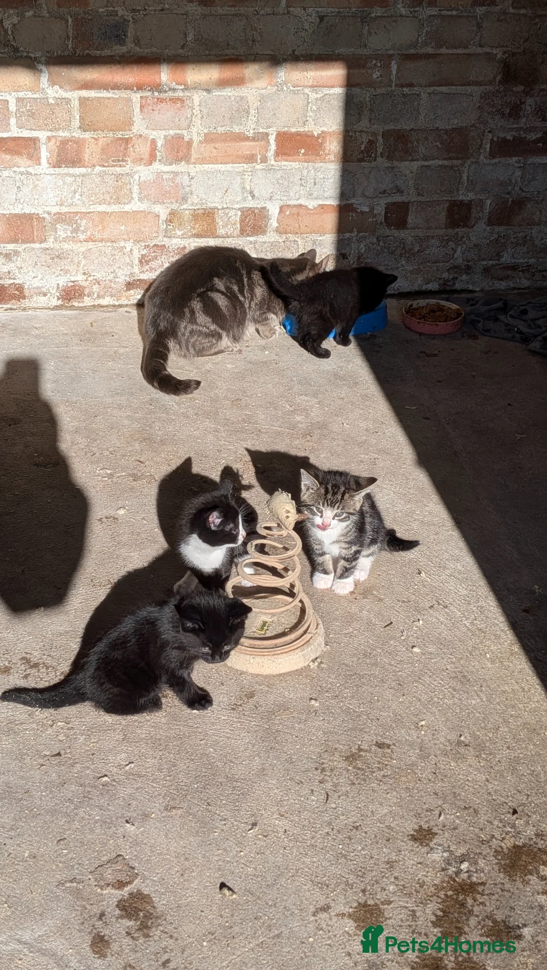 Mixed Breed cats for sale: 5 Adorable Kittens looking for their new homes in Saxmundham - Advert 1