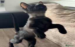 Serengeti cats for sale: Handsome tica reg black smoke male  - Advert 9