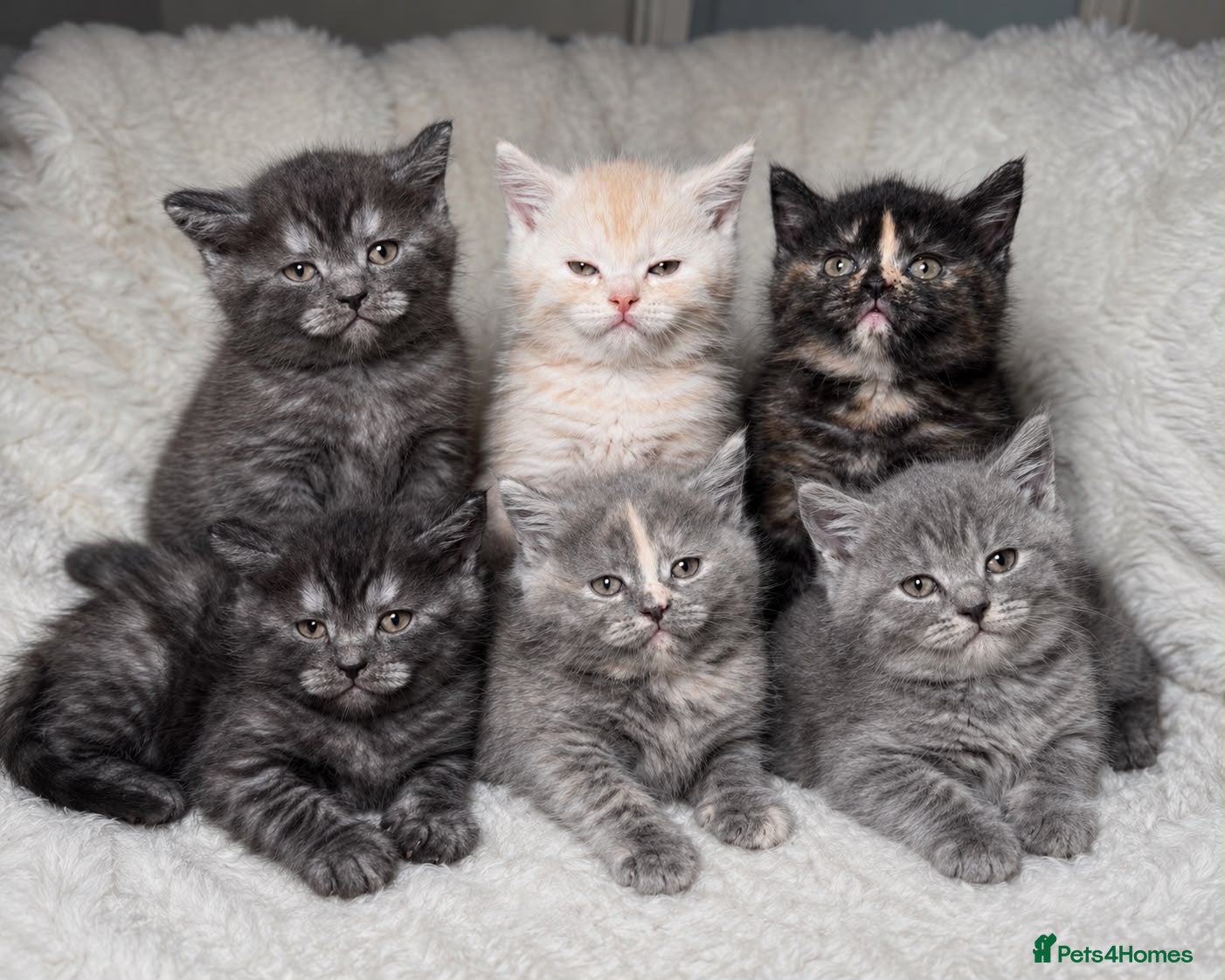 Mixed Breed cats Bsh cross maincoon  - Advert 3