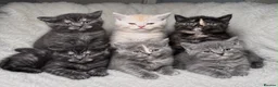 Mixed Breed cats for sale: Bsh cross maincoon  - Advert 1