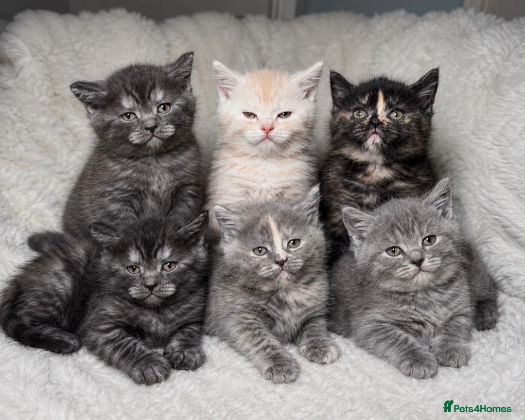 Mixed Breed cats for sale: Bsh cross maincoon  - Advert 1