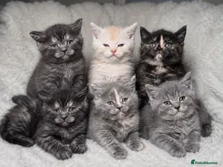 Mixed Breed cats Bsh cross maincoon - Advert 3