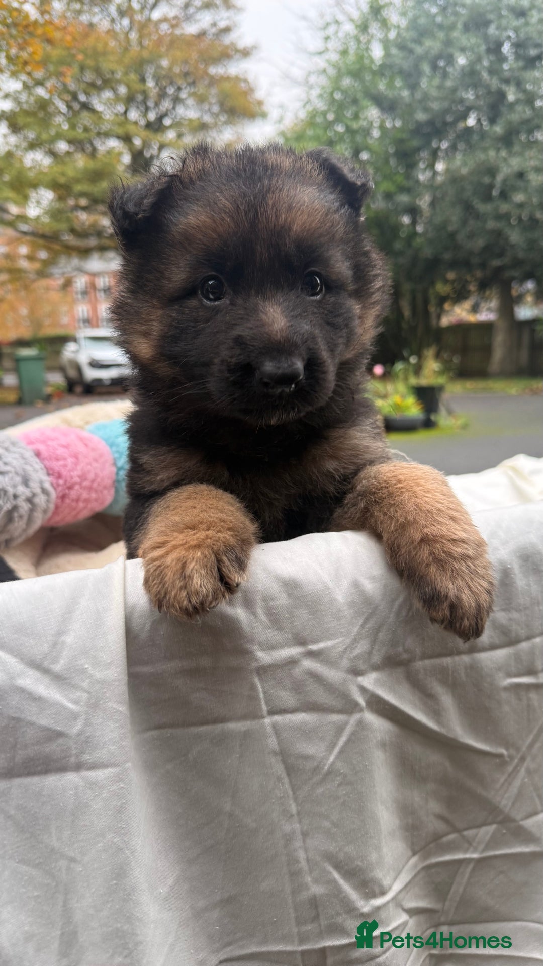 German Shepherd dogs for sale: CUTE golden/black German Shepherd puppies for sale - Advert 5