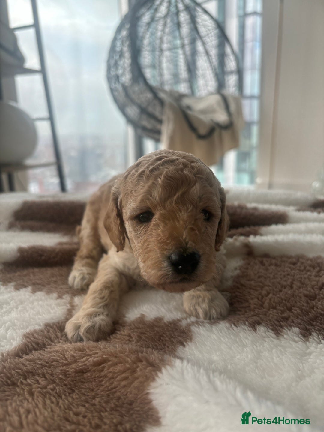 Cockapoo dogs for sale: 🎀 FLUFFY COCKAPOO PUPPIES - LAST TWO REMAINING🎀 - Advert 7