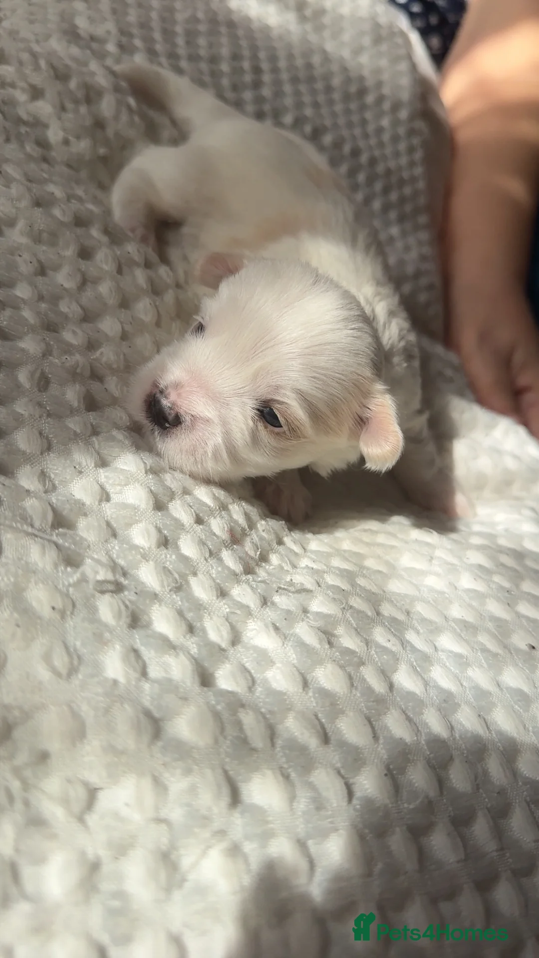 Morkie dogs for sale: Morkie Puppies - Advert 6