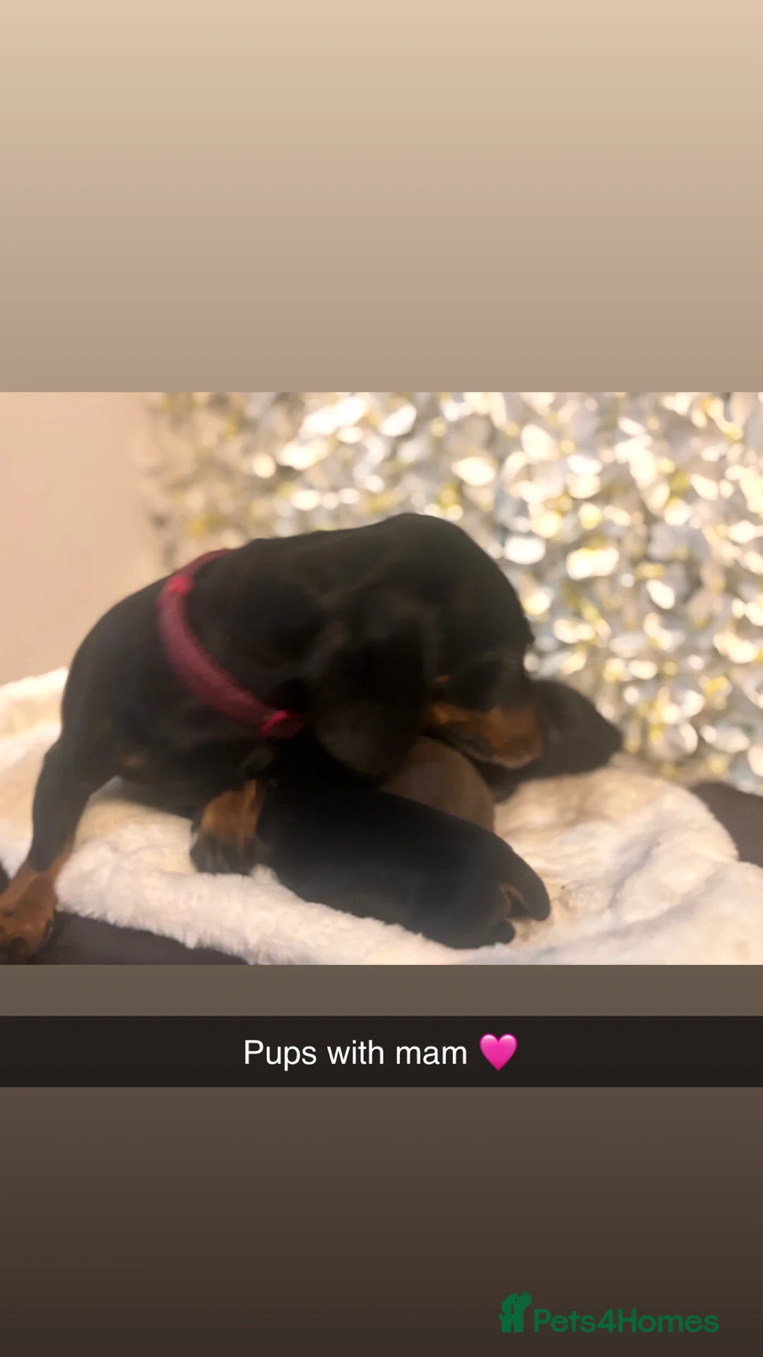 Miniature Dachshund dogs for sale: Miniature Dachshund Puppies 🐶  - Advert 2