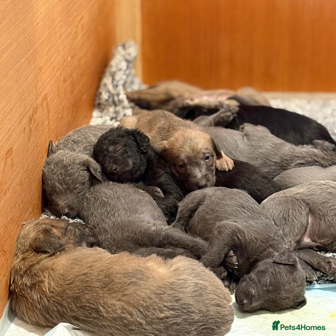 Mixed Breed dogs for sale: Bedlington whippet puppies  - Advert 1