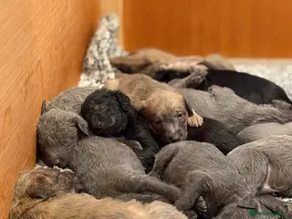Mixed Breed dogs Bedlington whippet puppies - Advert 18
