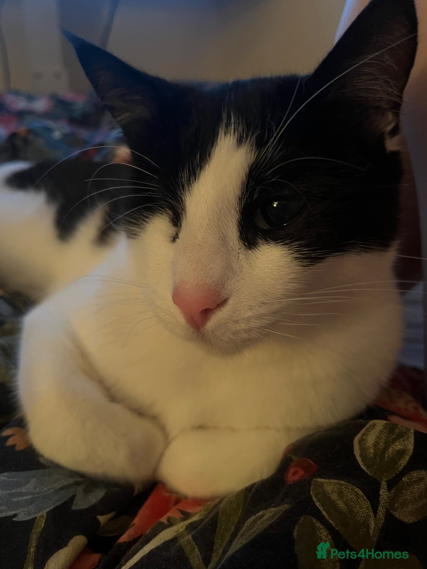 Mixed Breed cats Sweet cuddly boy looking for a new home - Advert 10