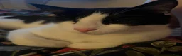 Mixed Breed cats for sale: Sweet cuddly boy looking for a new home in Selkirk - Advert 1