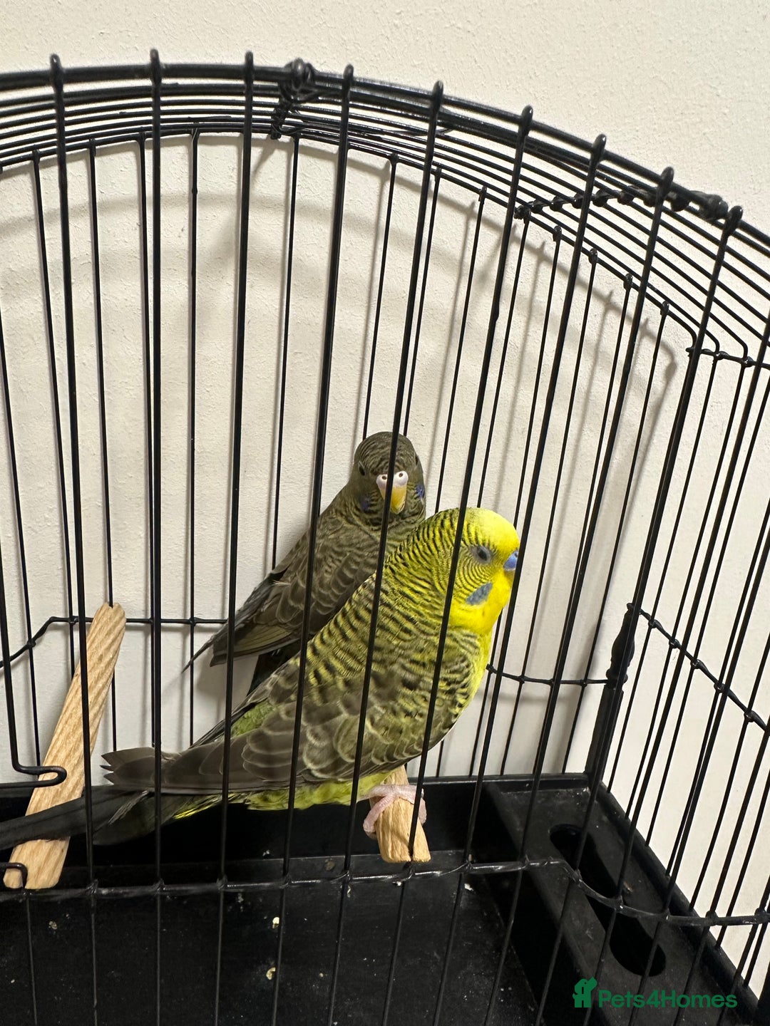 Budgerigars birds for sale: Budgies and cages for sale! - Advert 6
