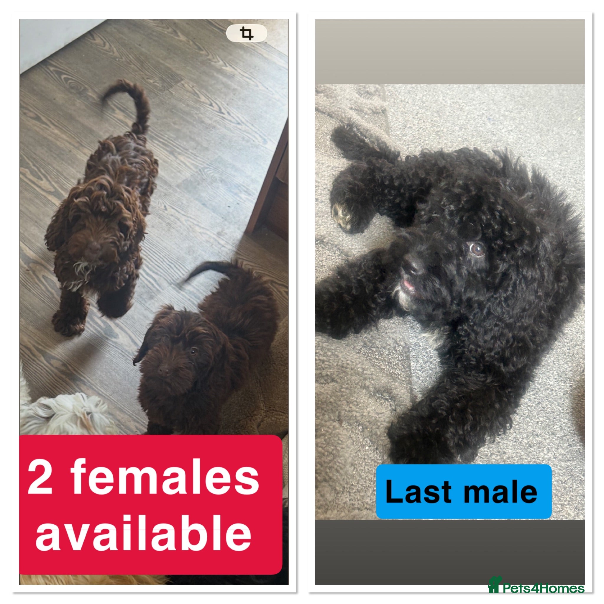 Cockapoo dogs Reduced ❗️❗️❗️Tiny toy cockapoo - Advert 1