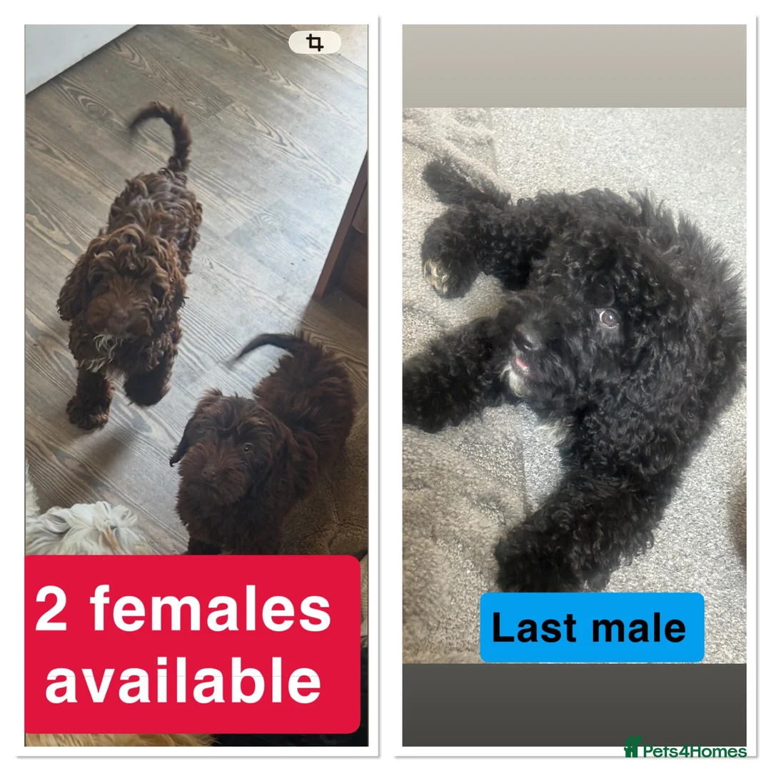 Cockapoo dogs for sale: Reduced ❗️❗️❗️Tiny toy cockapoo - Advert 1