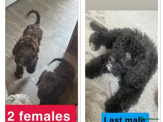 Cockapoo dogs Reduced ❗️❗️❗️Tiny toy cockapoo - Advert 4