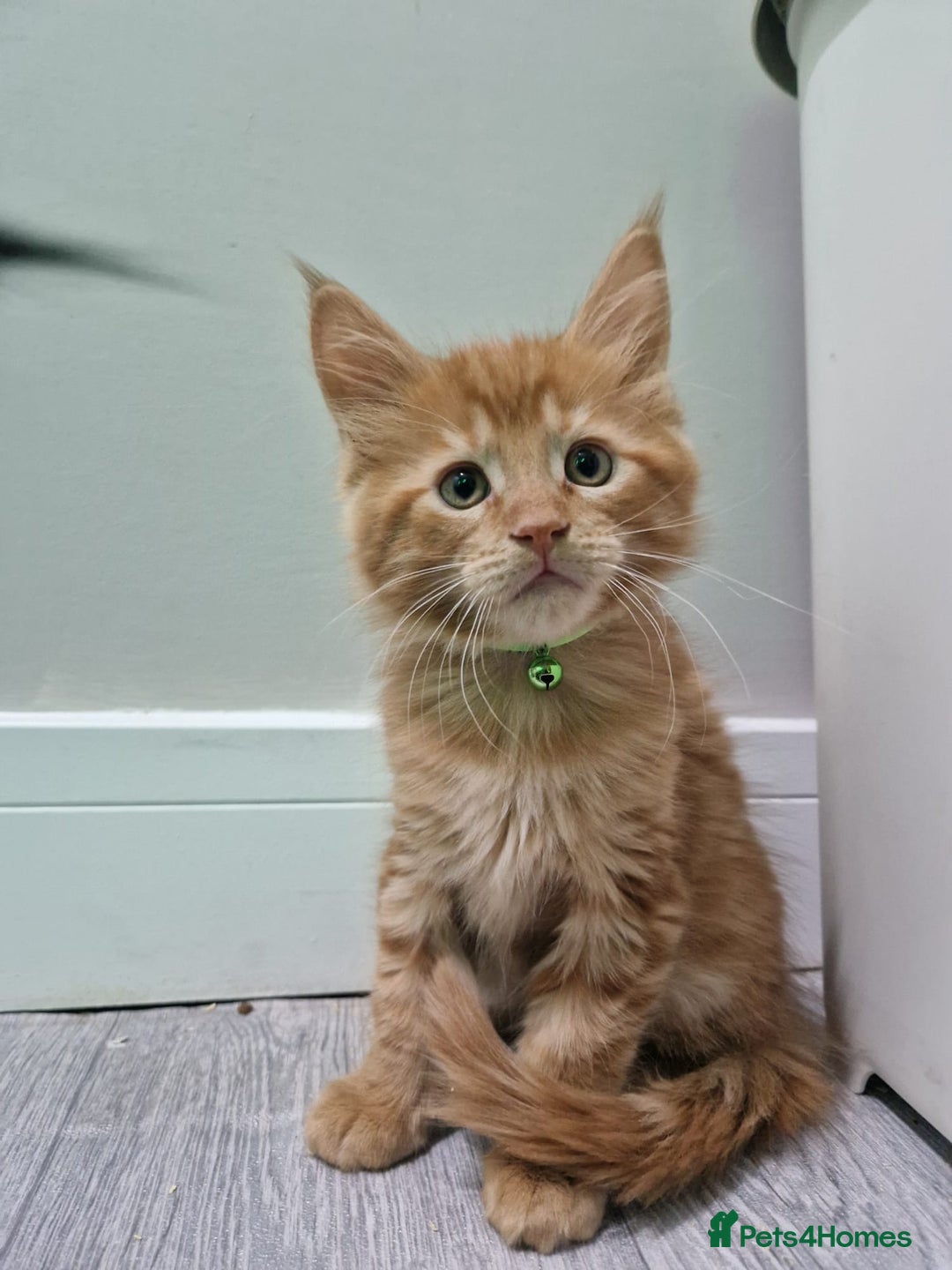 Maine Coon cats for sale: 2 Maine Coon Kittens  - Advert 6